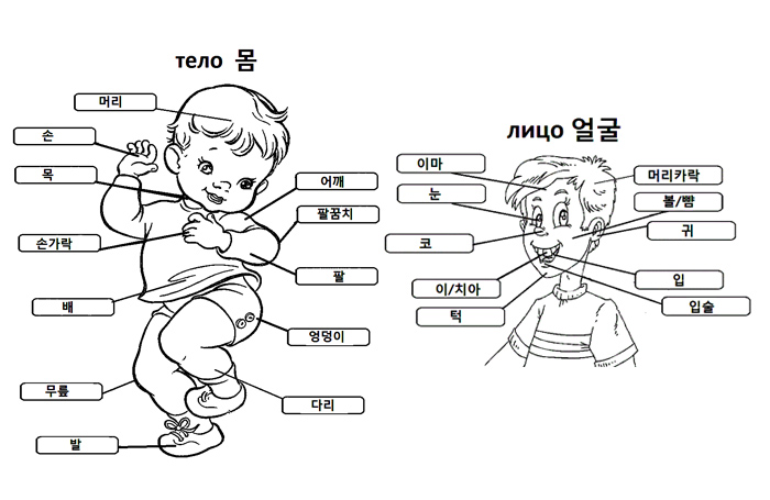 Корейский язык для детей в картинках